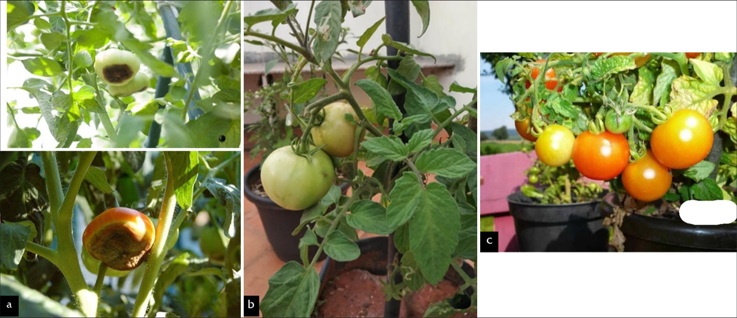 Tomato fruit development across different treatment groups: (a) Shows symptoms of Blossom end rot (BER) with dark, sunken spots on the fruit, (b) shows early-stage fruit development with no visible symptoms and (c) demonstrates healthy, mature fruits, suggesting successful management of BER with Lapis Albus 200C and Borax 200C.