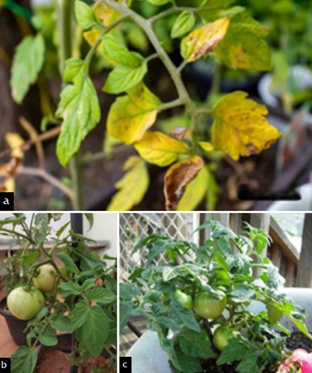 Comparison of tomato plants under different treatment conditions showing varying leaf health. (a) Exhibits signs of stress with yellowing leaves, (b) shows healthier foliage and (c) demonstrates optimal leaf condition, indicating potential.